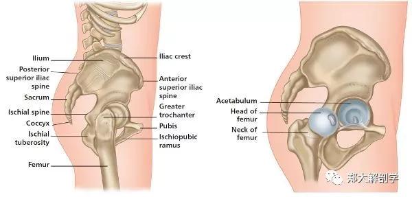 髋关节骨盆67解剖学检查与分析