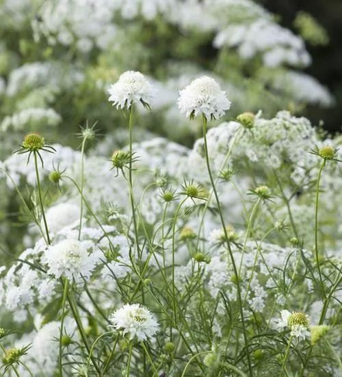 蕾丝花正名阿米芹,又叫雪珠花.