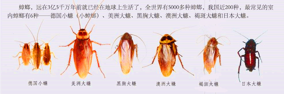 精选一组冷知识;蟑螂在生态链中的作用