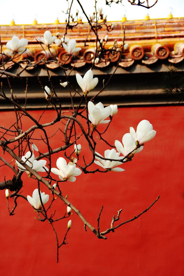 每年三月,长安街旁白玉兰盛开季节,在红墙的映衬下格外美丽