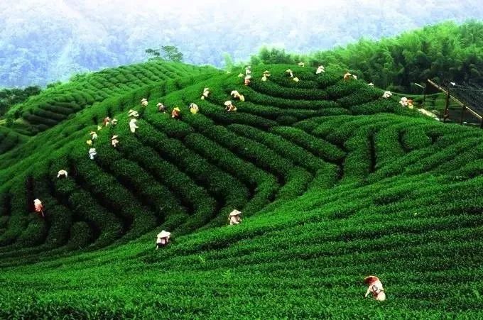 湖南安化黑茶的十大特点_茶树