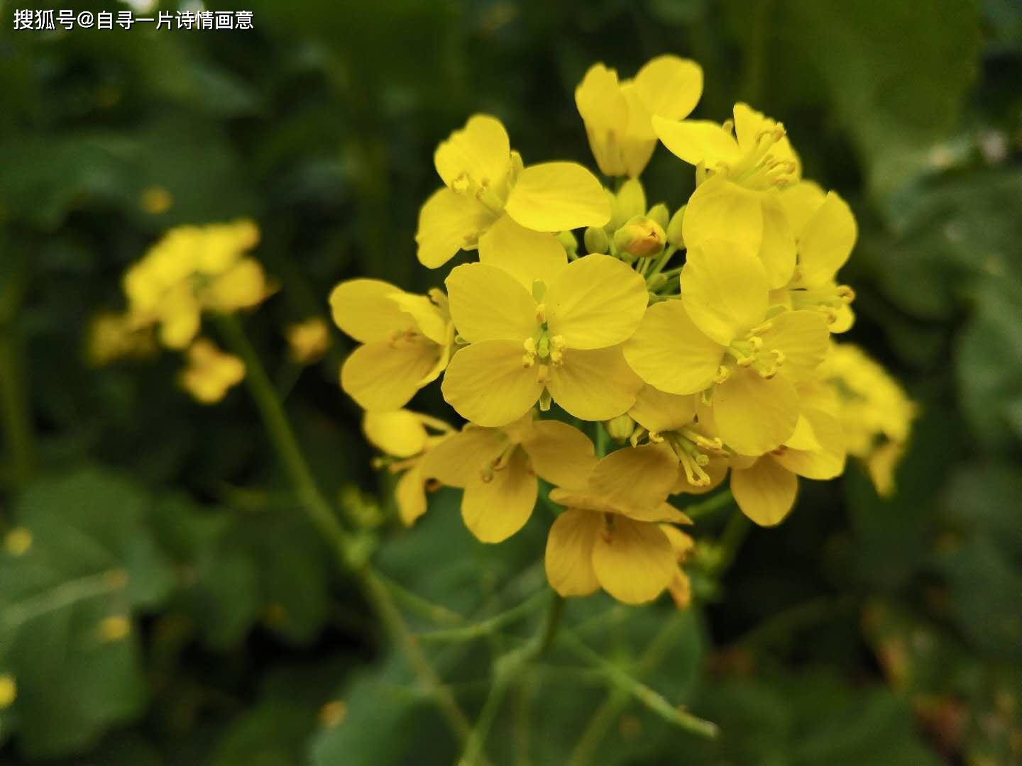 「生活记录vlog」油菜花的盛花期,那些疯开的油菜花