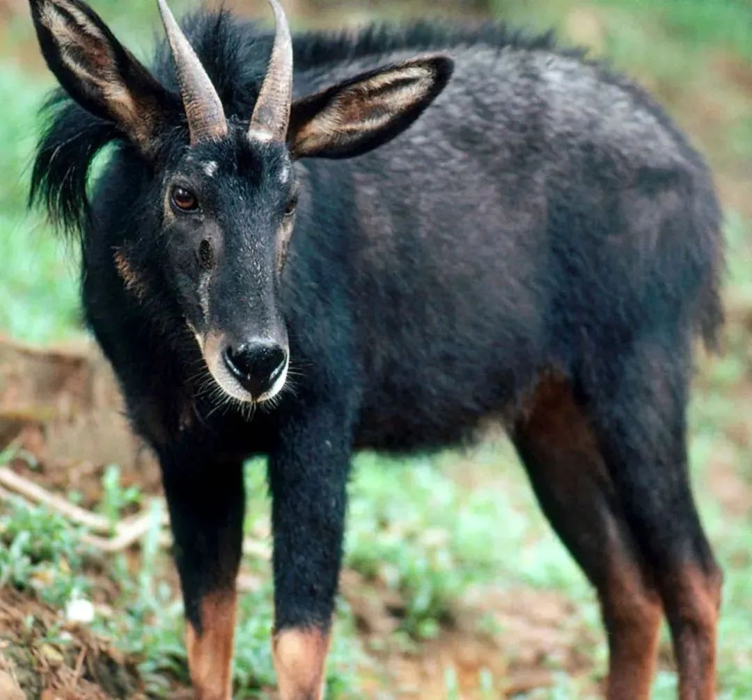 鬣羚猕猴小天鹅返回搜狐,查看更多