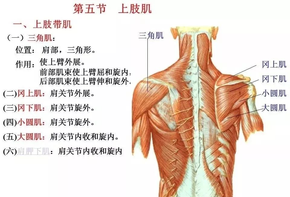 高清肌肉解剖图片汇总大全