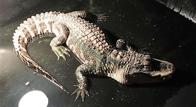美國一條鱷魚在地下室生存25年 被警方移送到保護區 寵物 第1張