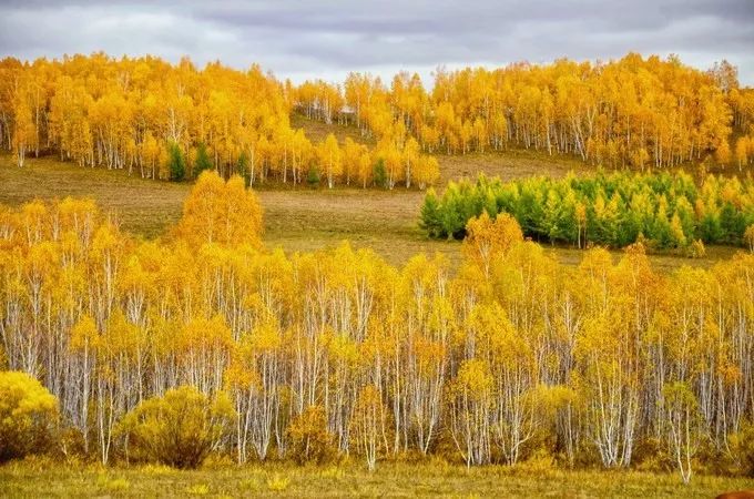 今年最火的草原歌