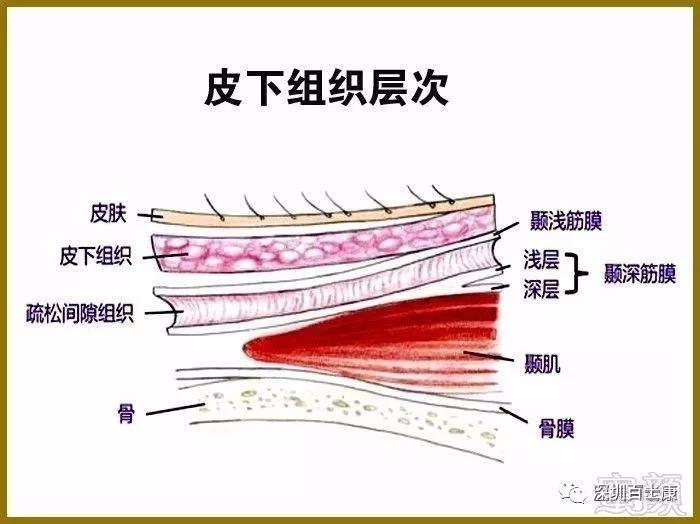 组织,结缔组织除了筋膜还有其他表现的形式,如腱,韧带,腱膜和疤痕组织