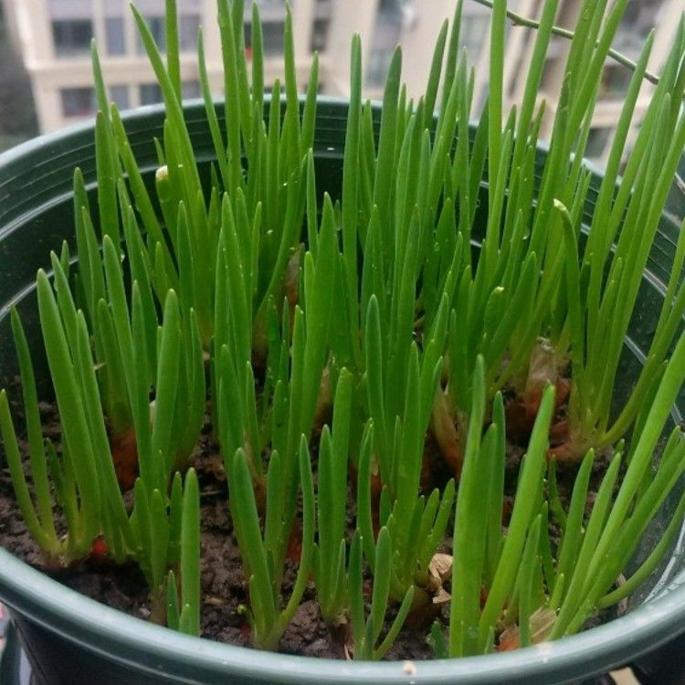 现在能种小香葱吗 d1e60114325e41f4bcc4c29373653b49.jpeg