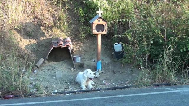 狗狗苦守主人出事地18個月，趕都趕不走，人們只能給它蓋個臨時窩 寵物 第2張