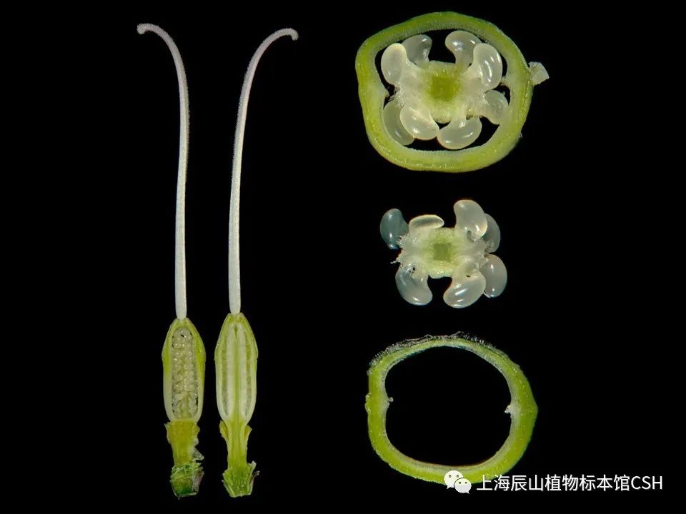 (左:oenothera speciosa▲美丽月见草;右:黄水仙)子房的纵,横切实例1