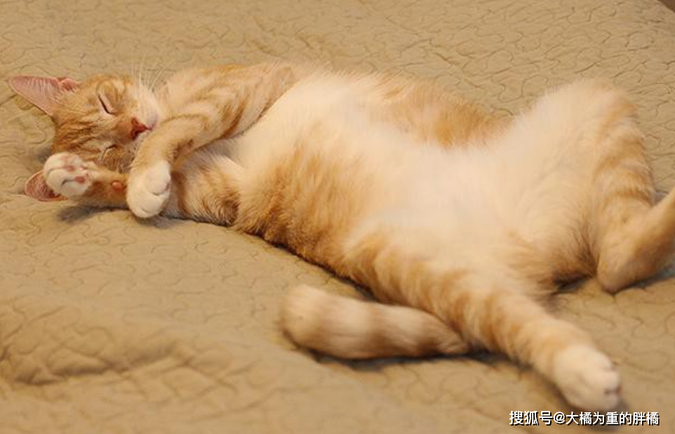 不该做的第三件事:打扰猫咪睡觉