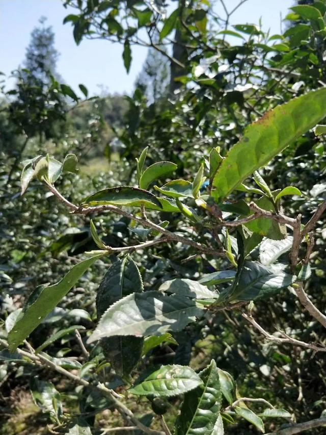 难怪荒野茶这么受欢迎,3分钟带你读懂荒野白茶的好|吾