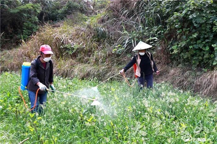 喷洒农药
