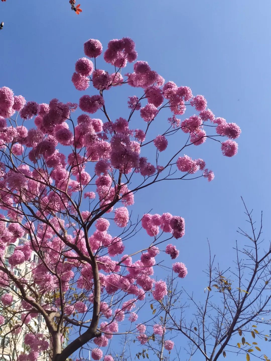 梅花,向日葵,黄花风铃木.深圳这些花海来啦!在家就能看!