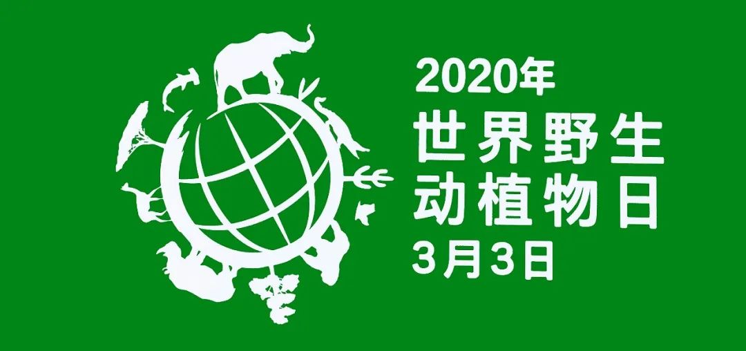 世界野生动植物日维护全球生命共同体让人类与野生动植物和谐共生