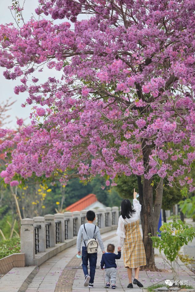 花簇更大,花朵更加艳丽 别有一番风格 @  谢焕标摄  红花风铃木花语