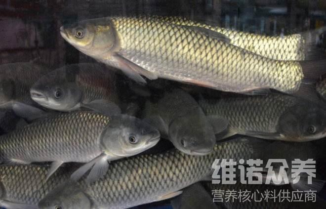 喂养草鱼饲料怎么配自制鱼饲料配方