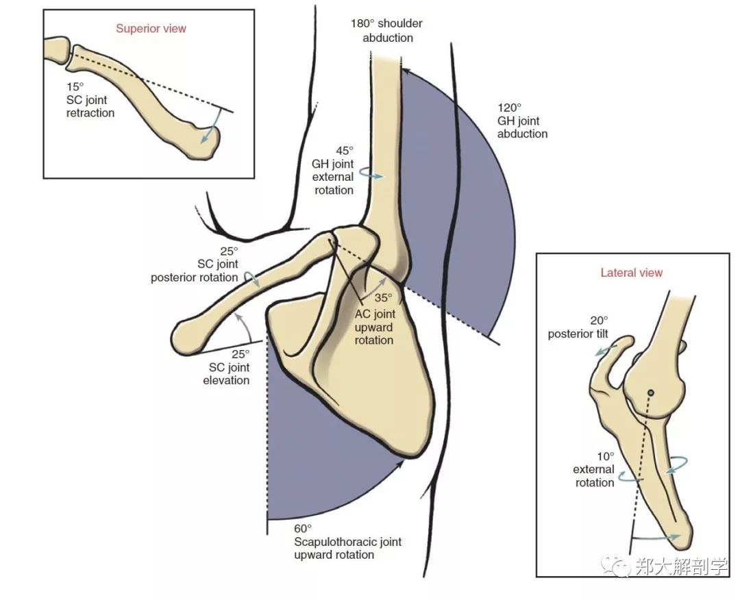 第二节 肱骨髁间骨折-临床骨创伤-医学