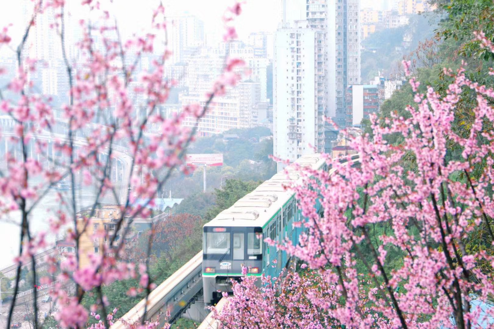 重庆佛图关轻轨穿花海春天来了