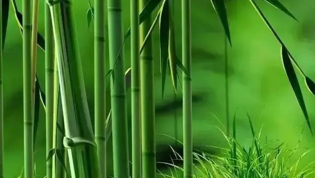 竹子熬了4年时间,仅仅长了3厘米