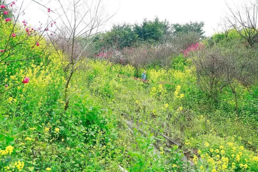 春回大地万物复苏│南山上的春日生机