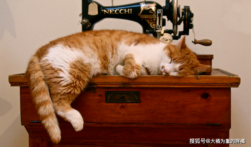 猫咪害怕主人的表现和症状 1881675841494de6bbf4ca01fbbedd73.png