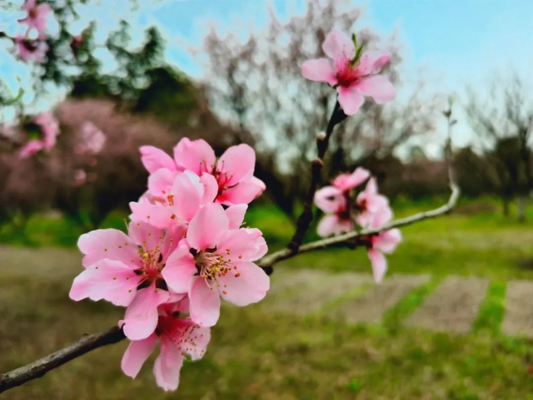 秀丽东方桃花,3月3日实拍