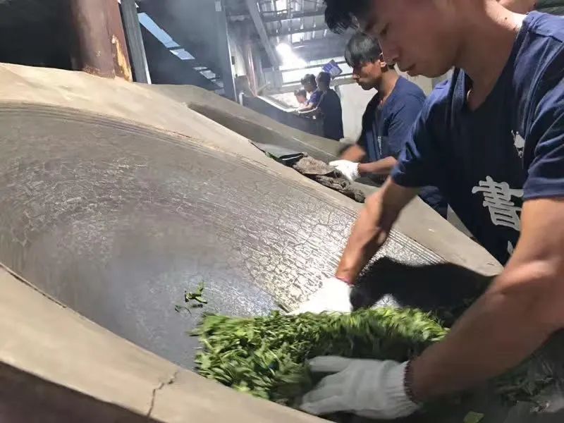 书剑说普洱普洱茶重要工序杀青