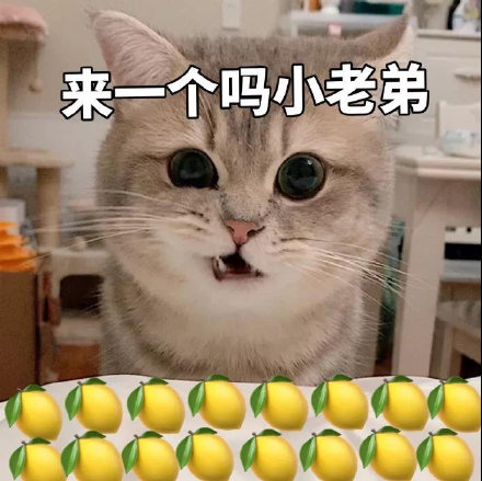 猫咪柠檬酸系列表情包