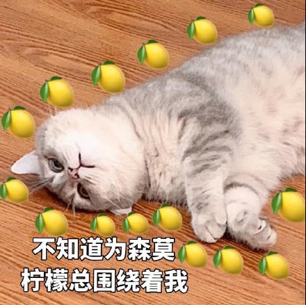 猫咪柠檬酸系列表情包
