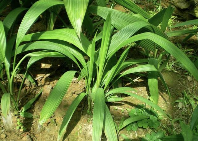 在农田里有1种草根茎粗壮叶片美人称仙茅珍贵