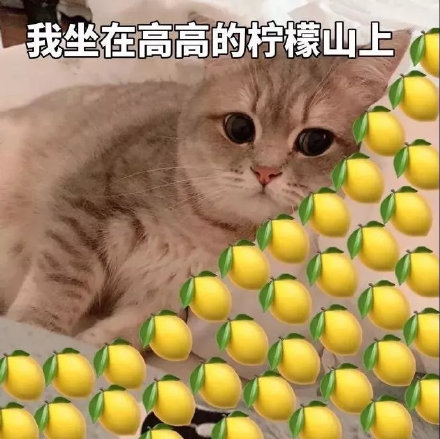 猫咪柠檬酸系列表情包