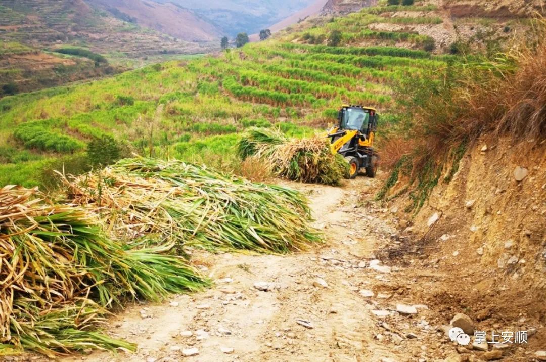 关岭金龙村:皇竹草收割忙,群众收入有保障