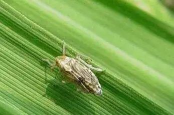 病虫害科普丨褐飞虱的危害与防治