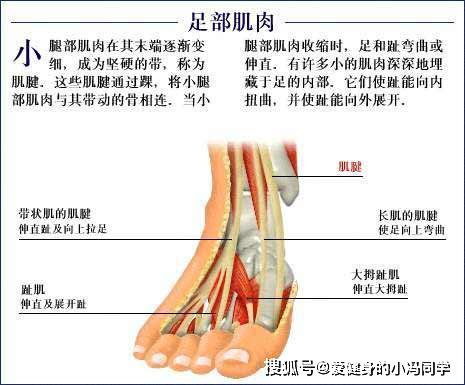 足部肌肉解剖图