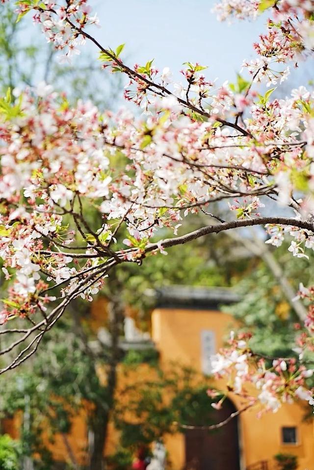 50张高清照片,告诉你中国的春天有多美