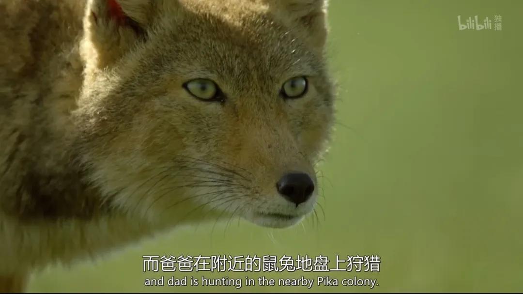 最好看的中国野生动物纪录片,我居然看哭了