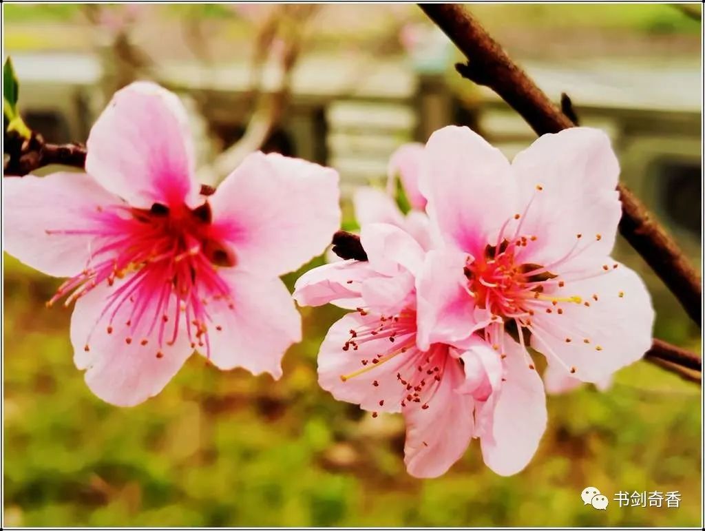 三月桃花雨简谱_三月桃花心中开简谱(2)