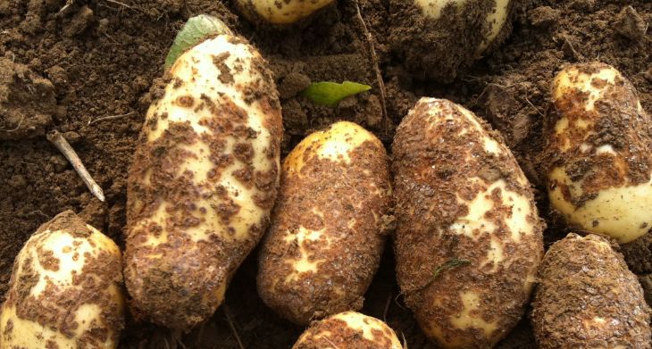 马铃薯疮痂病:种薯和土传细菌(放线菌)病害,病菌在土中存活4-5年.