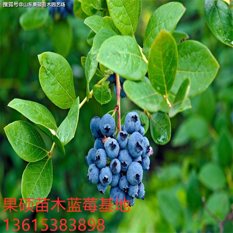 大果蓝金蓝莓苗品种 适合南方种植蓝莓苗品种 适合北方种植蓝莓品种