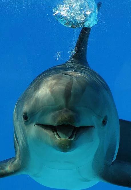 我的心被治愈了100遍！动物的微笑，萌翻了！