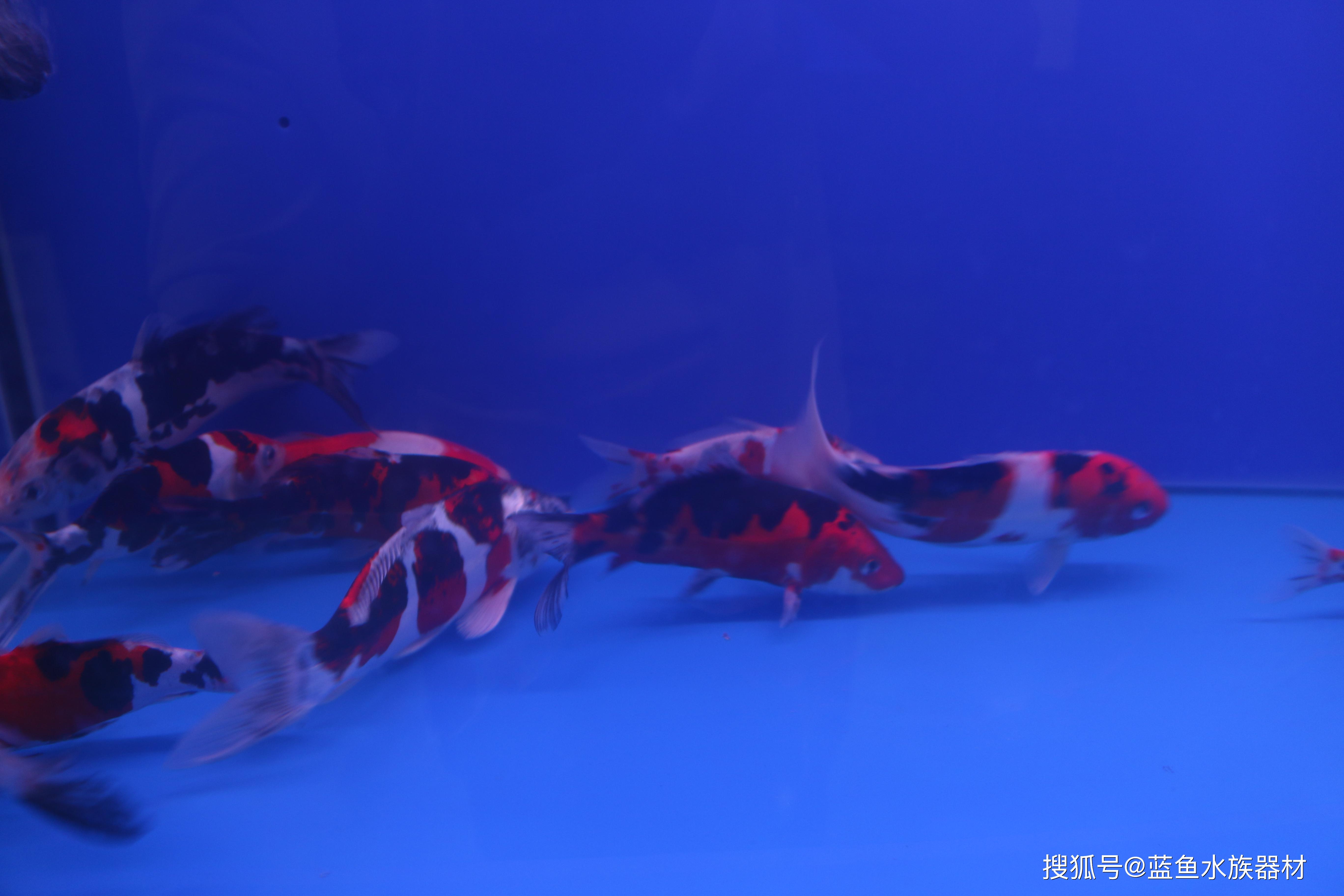 德国锦鲤并非是原产自德国的锦鲤