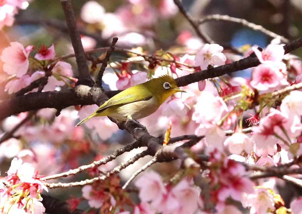 樱花盛放娇嫩艳丽 鸟儿枝头来赏花 上野