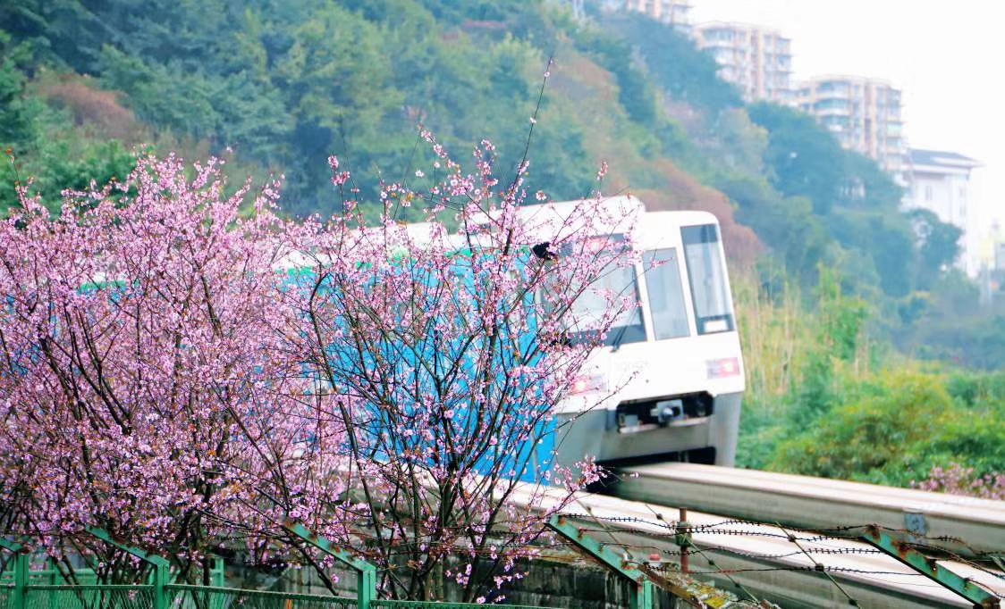 重庆佛图关轻轨穿花海春天来了