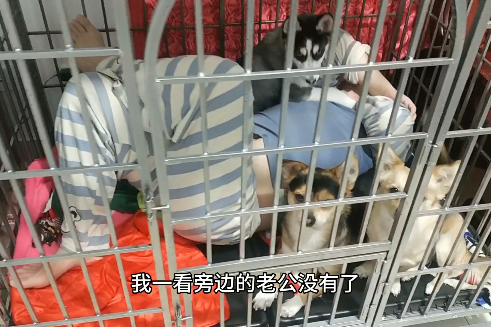 小黑小黄的幸福狗生