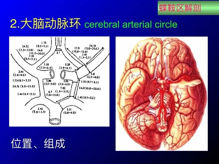 实用课件| 鞍区解剖资料