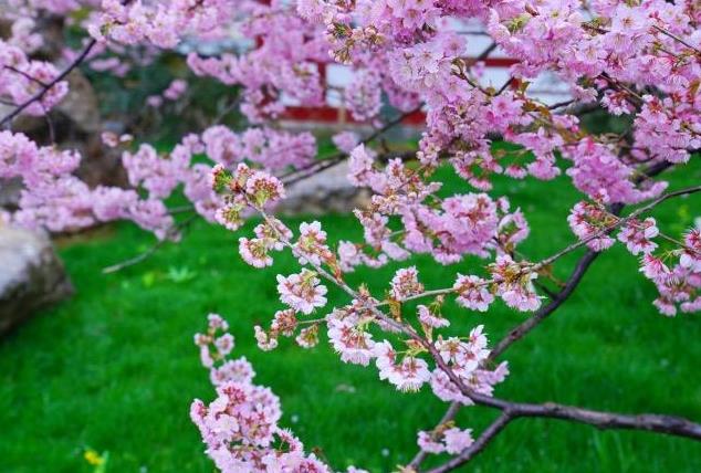 2020年的春天--王景作品