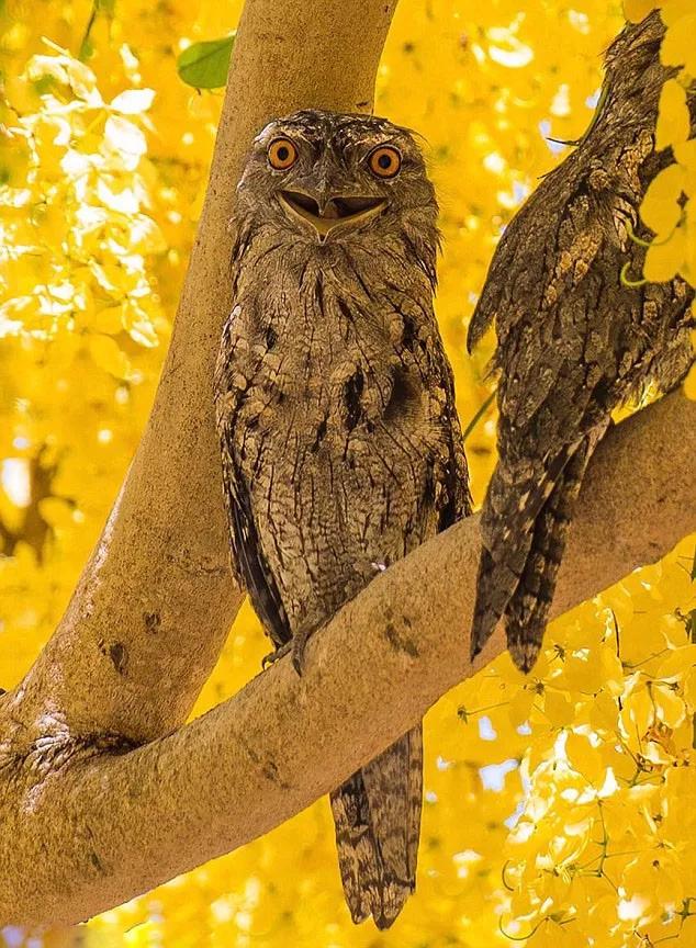 我的心被治愈了100遍！动物的微笑，萌翻了！