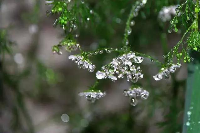 郁香简谱_儿歌简谱