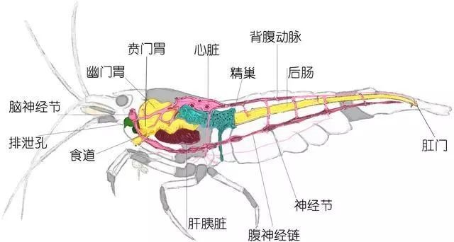 虾头两侧的白色筛状物为鳃,用来交换气体;褐色腺体是肝胰脏,产生消化